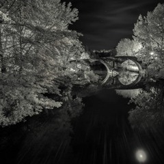 The forest at night