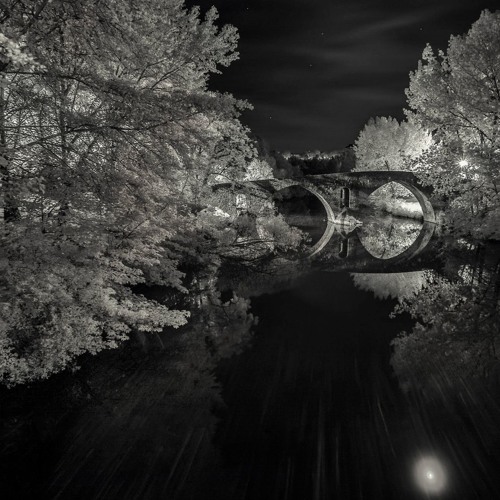 The forest at night