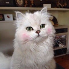 Marcus Svedin - Real Stuff - The Real Deal