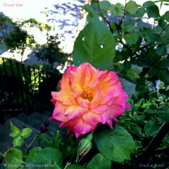 Crack a Bottle (prod. La Loquera)