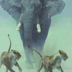 Music from Nature part1