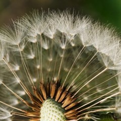 민들레 홀씨 되어 [Seeds of blowing dandelion](박미경)