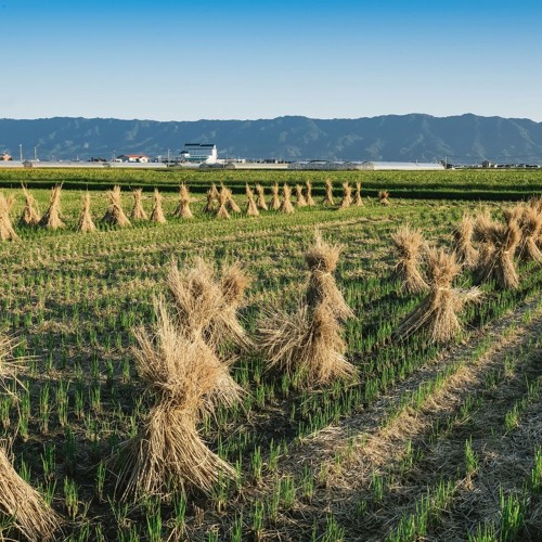 Work In Rice Fields