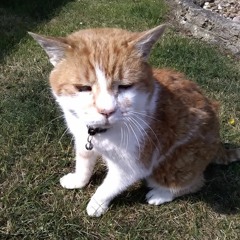 THE JAZZY CAT POLKA DR0000 1771