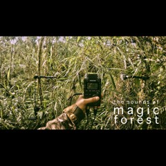 The Sounds of Magic Forest