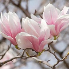 Magnolia - DEEMO (Piano)