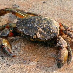 Shore Crab Chirping In Rock Pool