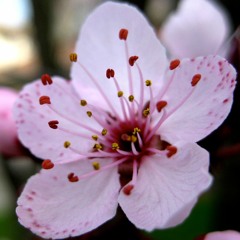 Kamuza - Sakura