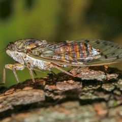 Cicada