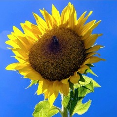 _2017 Springtime in Abq