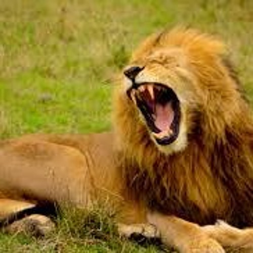 Lion Roar Sound Effect 
