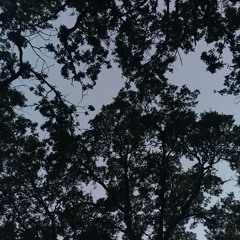 rest (w/sky bound zoo)