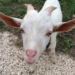 Midnight Sun(sample)