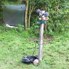 Dawn Chorus at Mount Totumas Cloud Forest Lodge