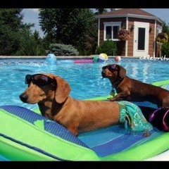 Pool Party