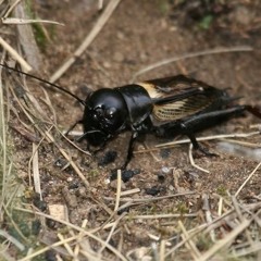 Zamba Del Grillo  Atahualpa Yupanqui