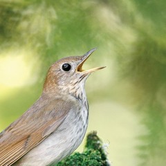 Veery thrush song slowed down