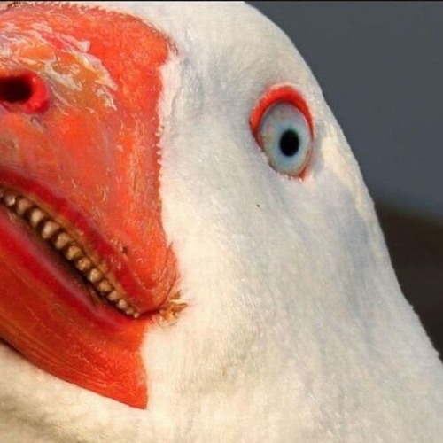 Gans 260 Bpm