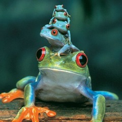 tree frogs