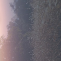 The Tall Grass