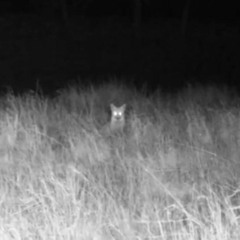 Faux Fox