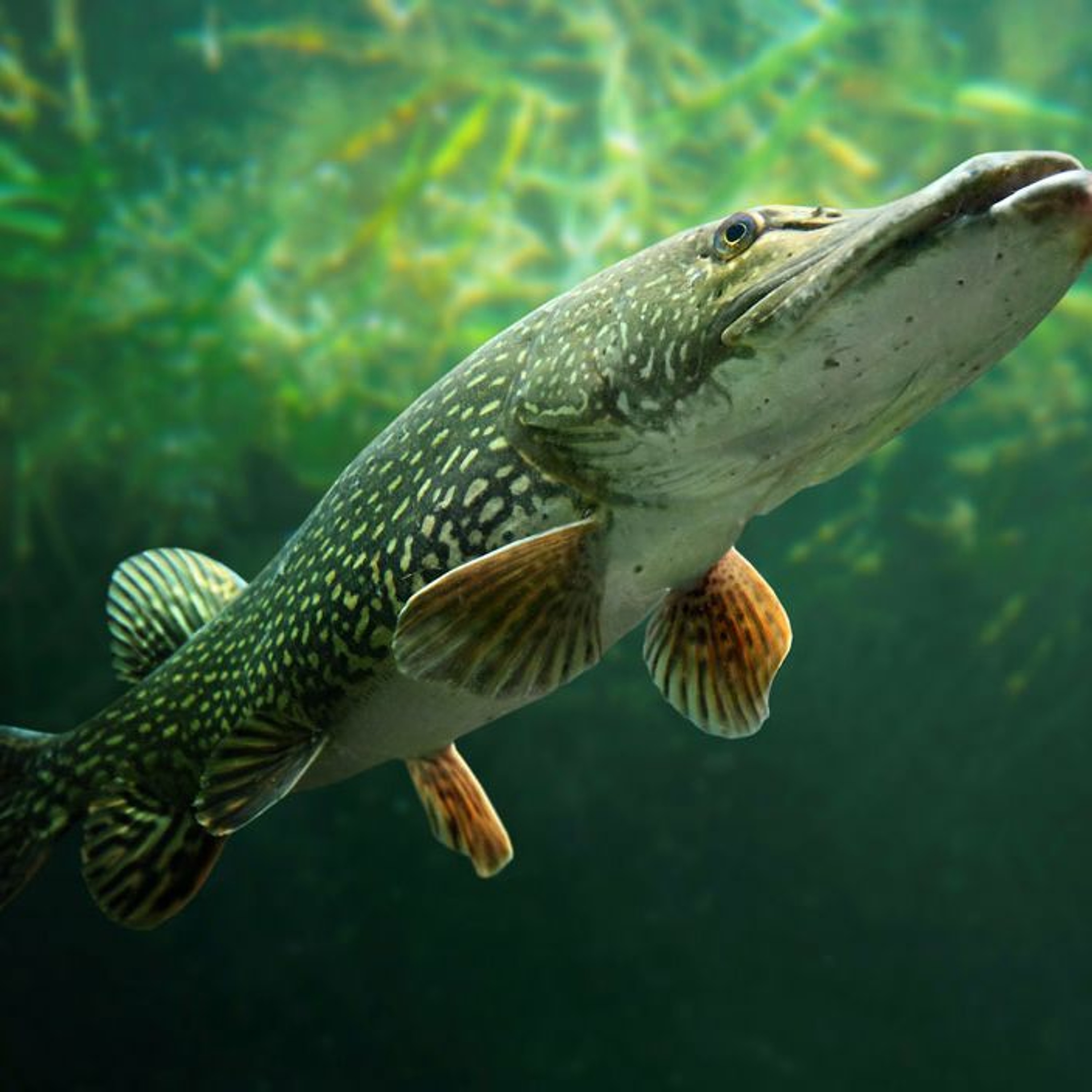 Fishing Report 07/13/17