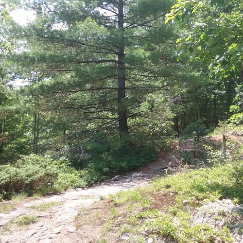 Stream Wagon Wheel written by Bob Dylan sung/played by Tim Henderson