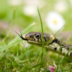 Snakes (Prod. by Masters Degree)