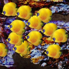 10 yellow fishes