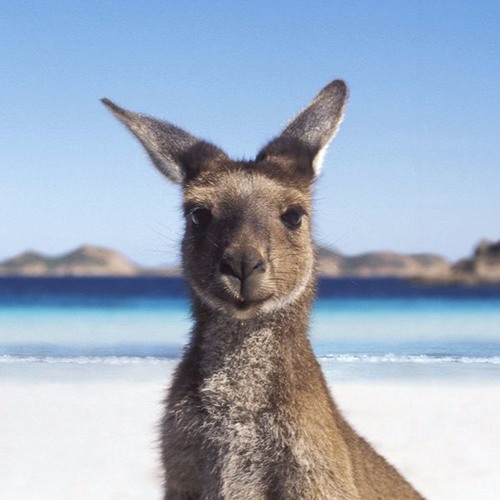 Stream Rolf Harris Tie Me Kangaroos Down, Sport (Sammy Kyoto Remix