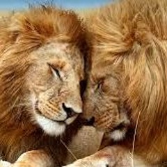 Love And Lions 2017