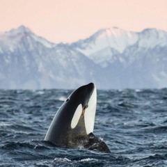 dont know why - norah jones