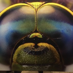 Lasse&Flusn - Heimatlust