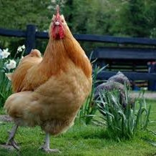 Chicken Song - J-Geco Remix