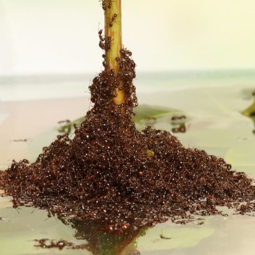 Stream episode Ants Exhibit Towering Engineering Skills by SciFri