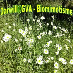 Darwill@Gva - Techno - Set - Biomimétisme