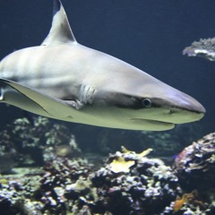 Rob Nilsson - Do It Again - Like A Shark [Original Mix]