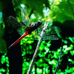 Yesh kasoor sonu kakkar