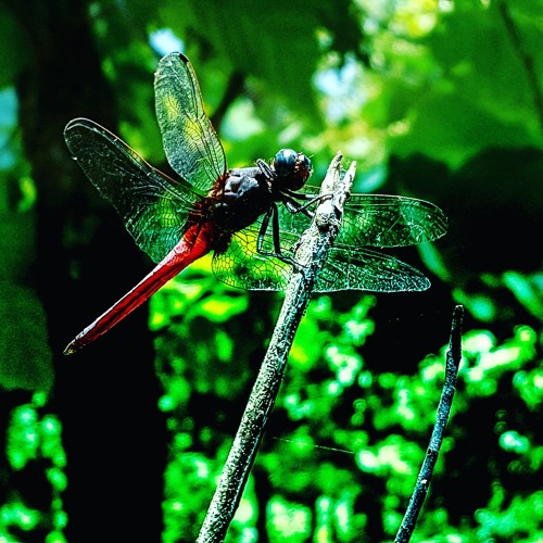 Yesh kasoor sonu kakkar