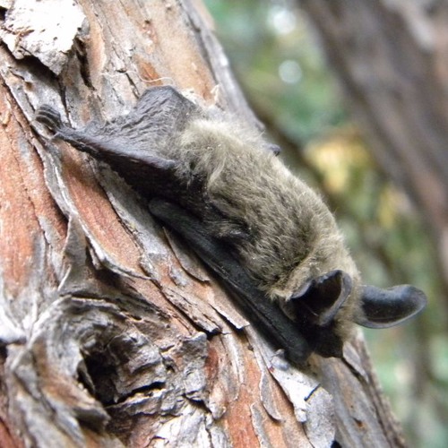 Silver Haired Bat Lasnoc 20170708 213613 By Natalie Downe On