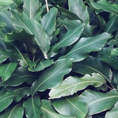 .enzo - leaf (maffalda edit)