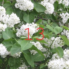 Matriarkatet - 13