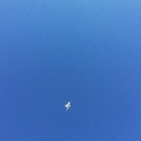 walk. - Seagull