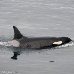 The Whale Menopause BBC Radio 4