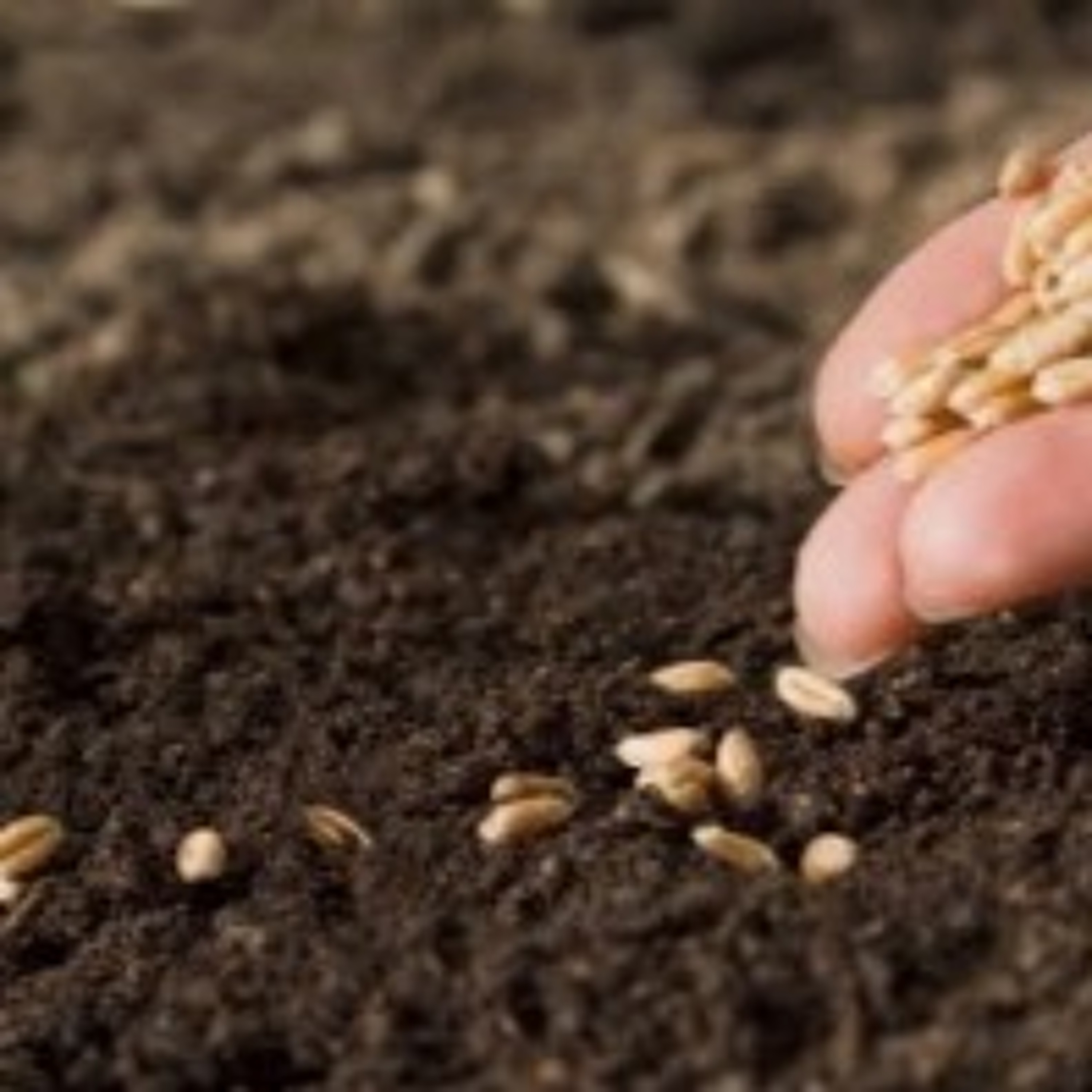 Seeds and Hope - Homily for July 16 episode artwork