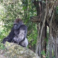 Jungle [Prod. by Cashmoney AP]