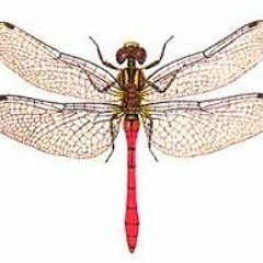 odonata
