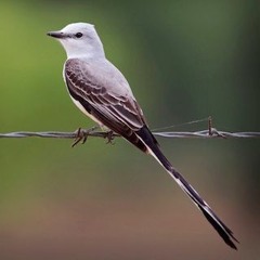 Ervin Tso APACHE Song