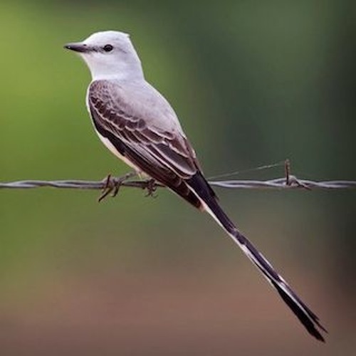 Ervin Tso APACHE Song