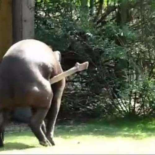 penisul în tapiri distrugerea penisului